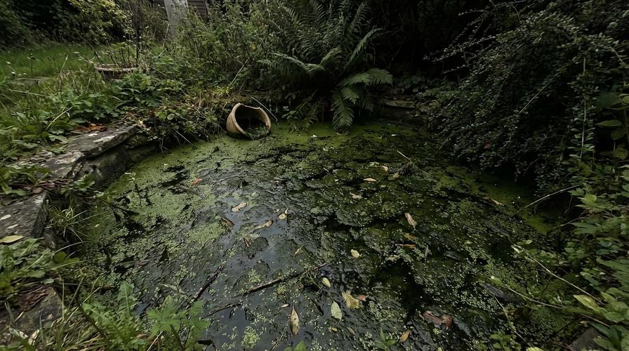 Декоративный пруд, полностью покрытый зеленой тиной и водорослями, запущенный вид